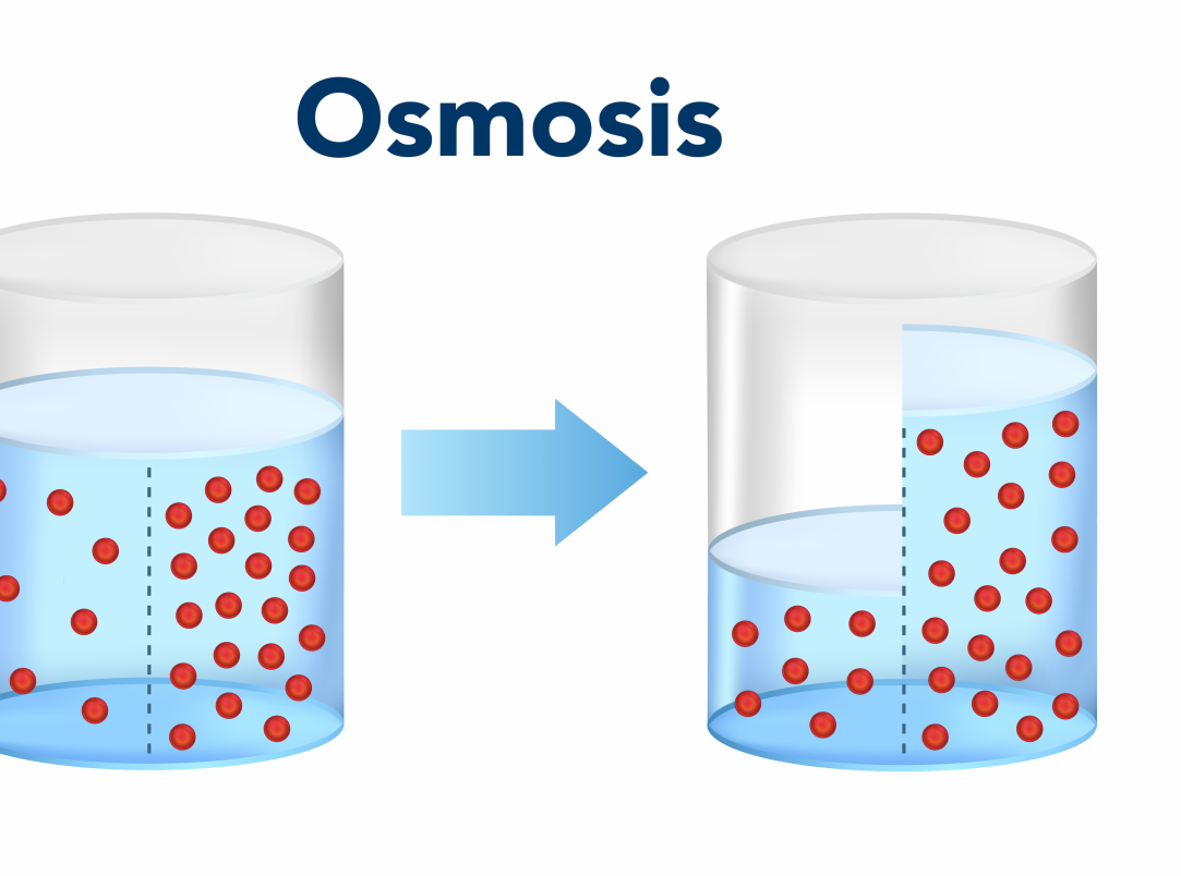 Exploring Osmosis: How Water Travels Through Potato Cells