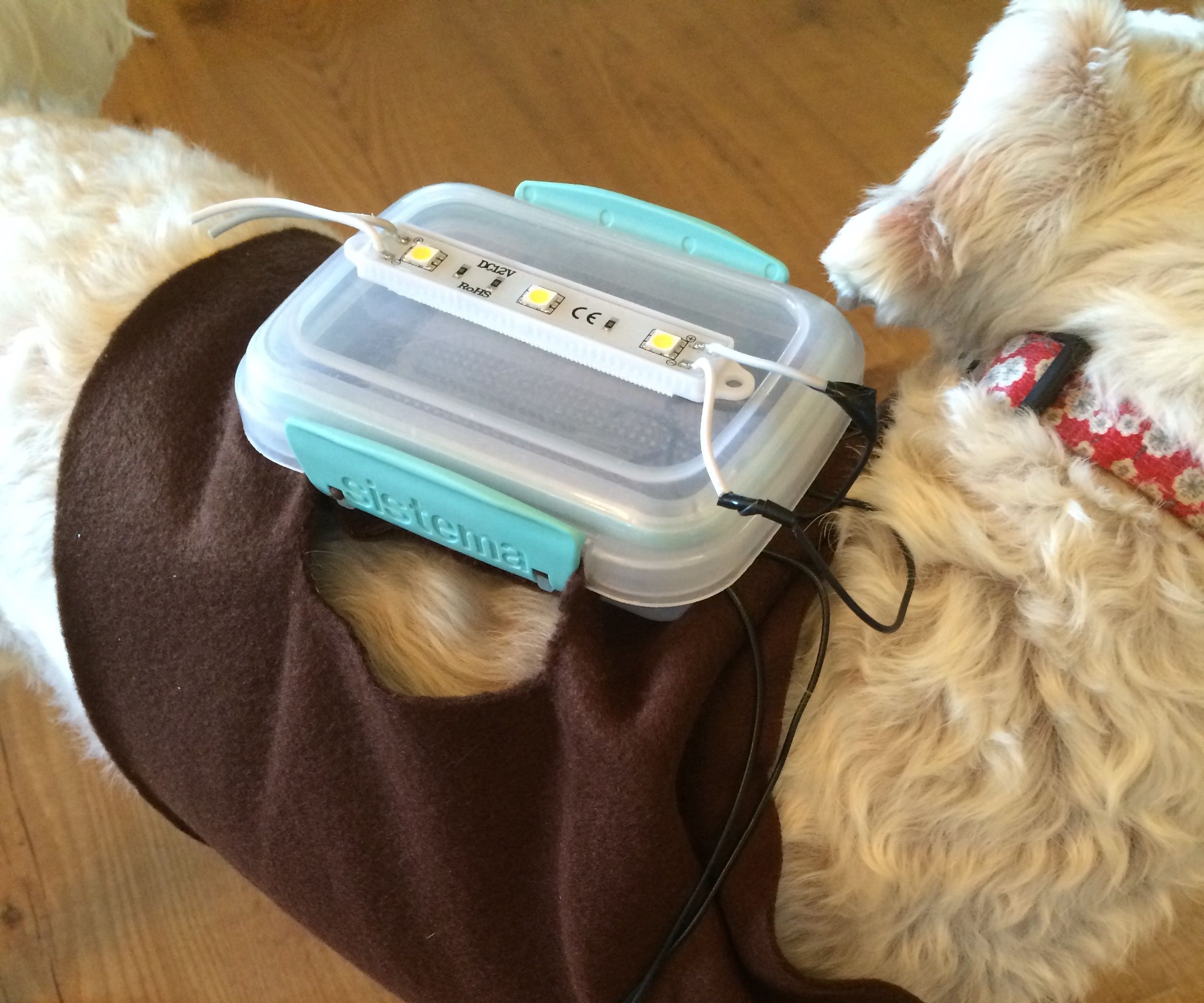 DIY Dog Light Using Piezoelectricity