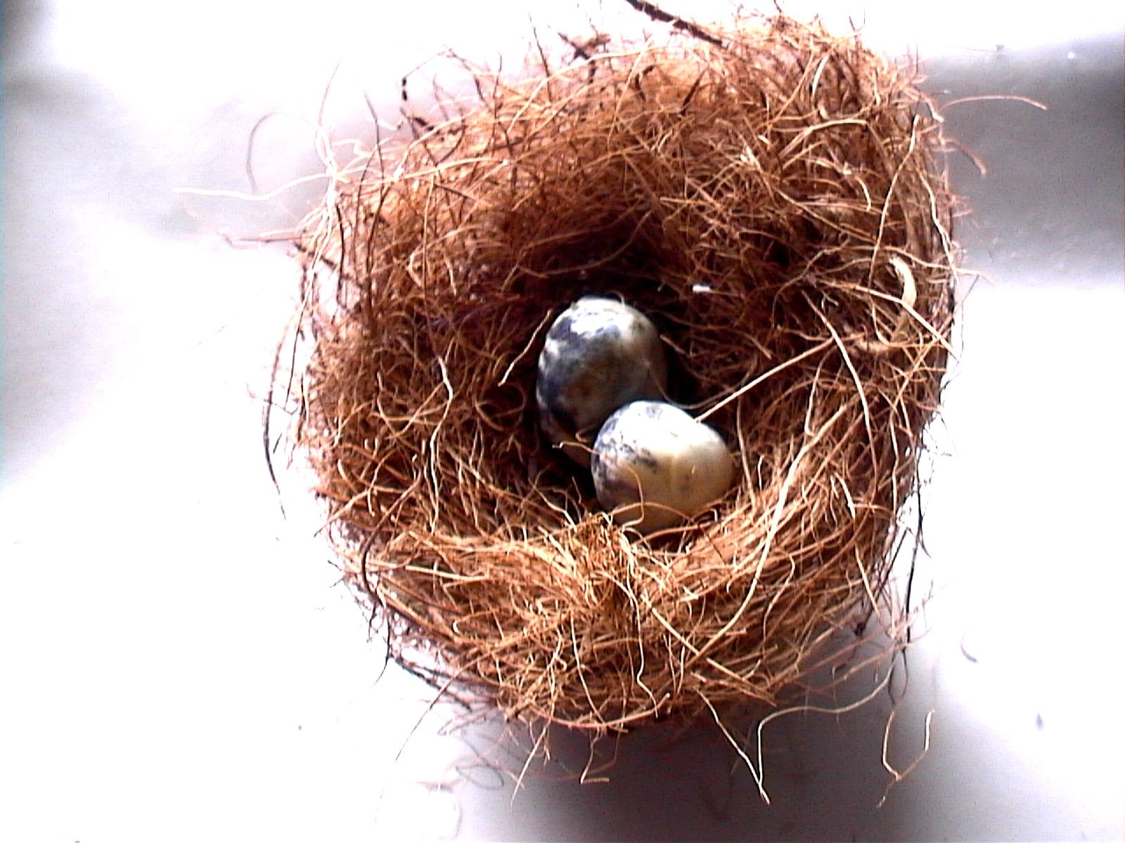 Make a Bird's Nest & Eggs (Slideshow) Instructables