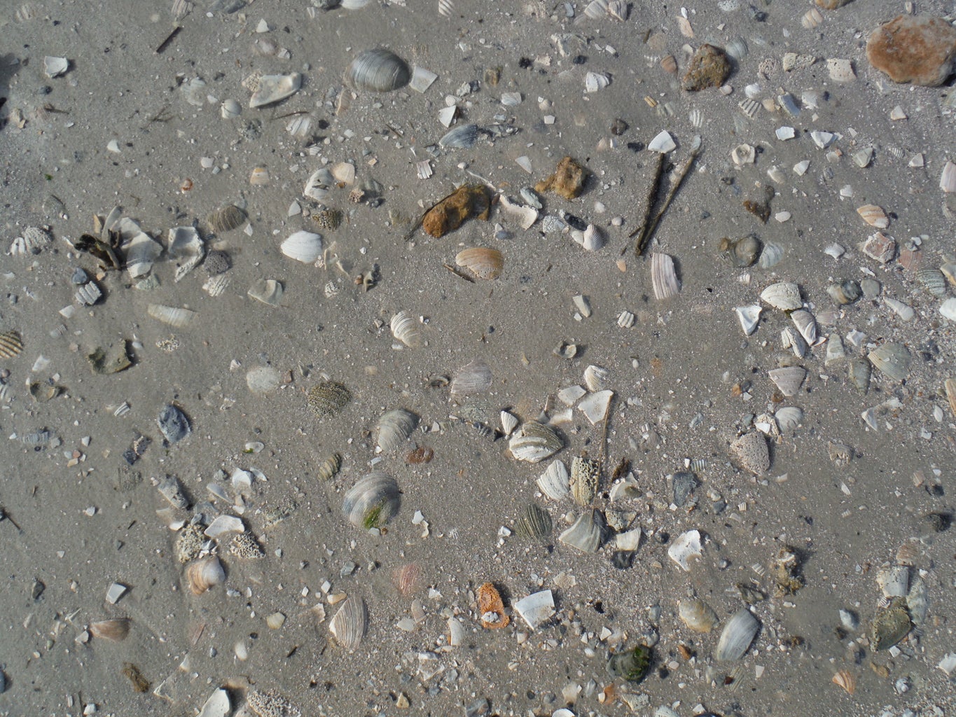 How to Find Shark Teeth : 10 Steps (with Pictures) - Instructables