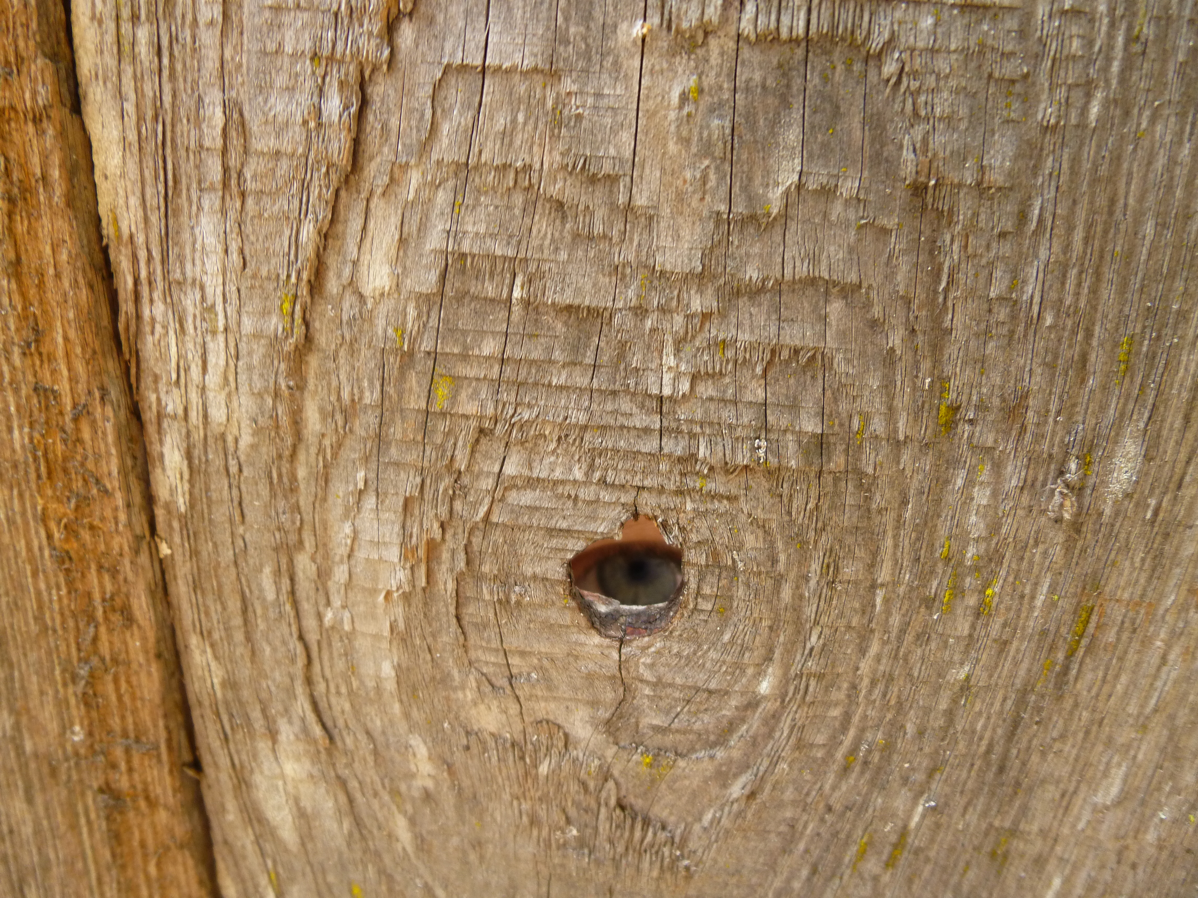 Top Secret Spy Hole!