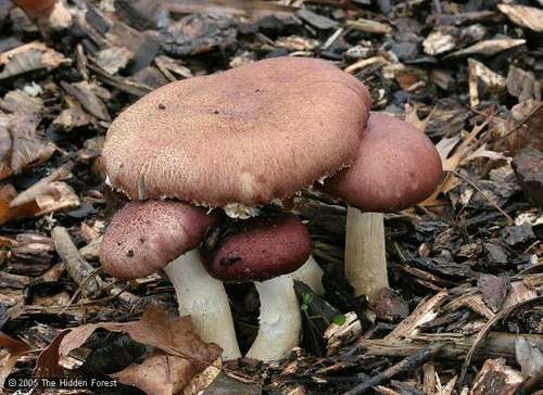 Collection Cover Image: Mushrooms!