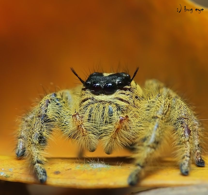 Angry Spider With Scary Eyes