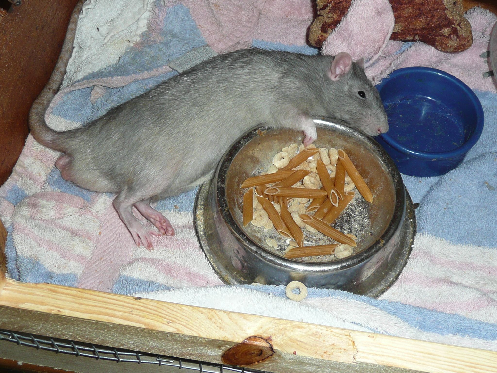 How To Pet Rats 8 Steps Instructables