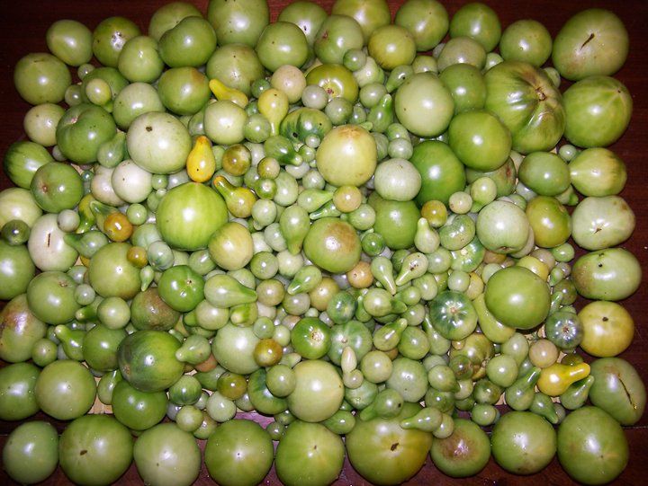 Collection Cover Image: Green Tomatoes