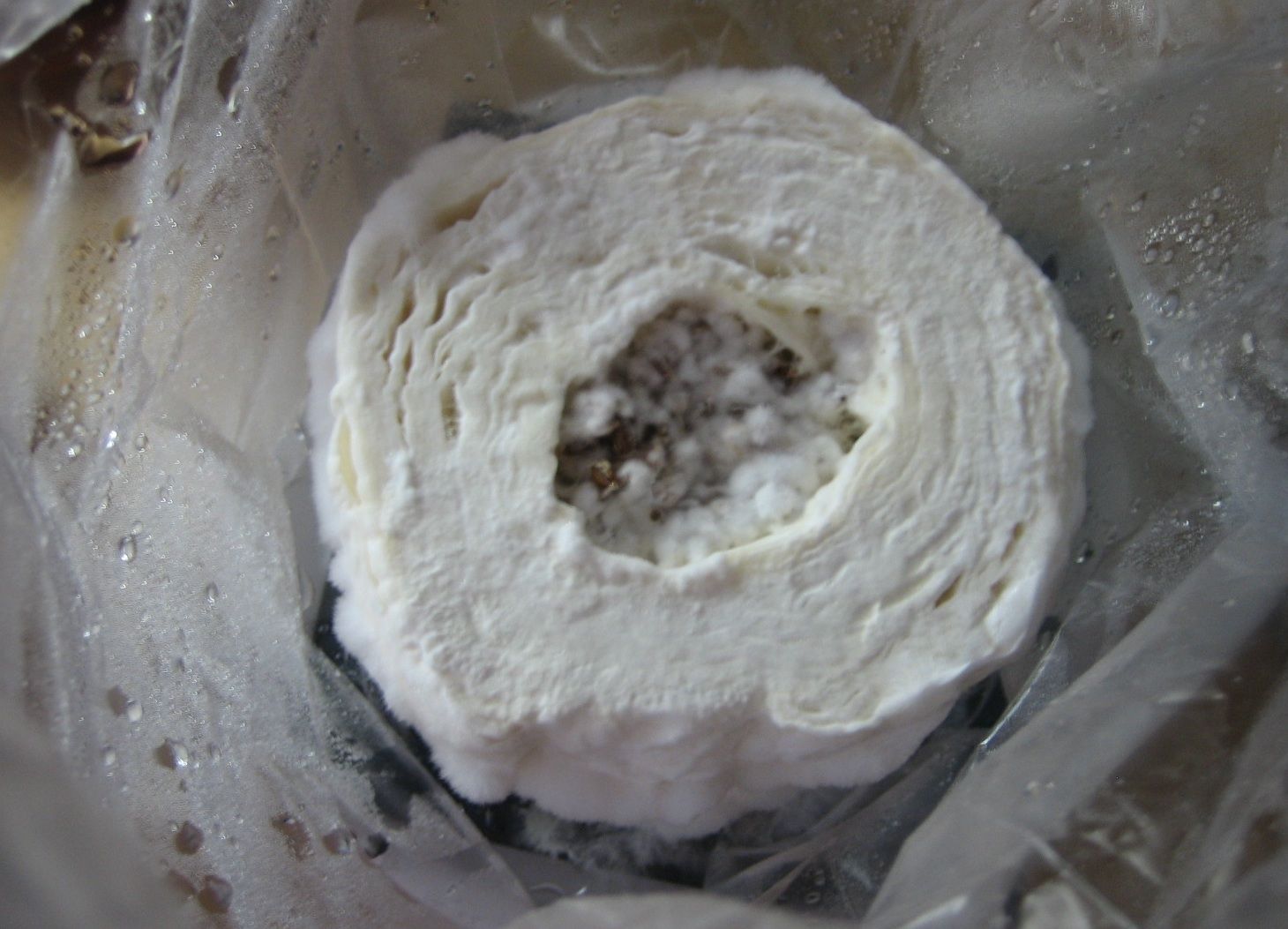 Growing Mushrooms! : 7 Steps - Instructables