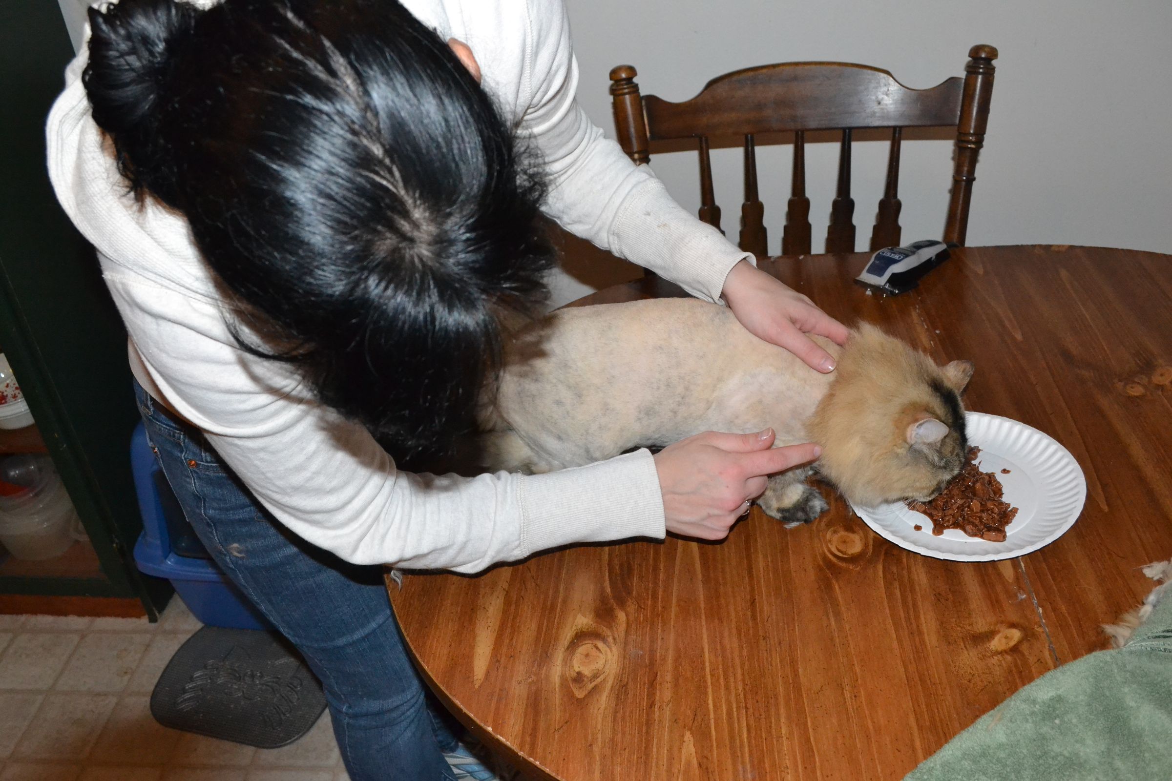How to Groom Your Cat (Lion Cut)
