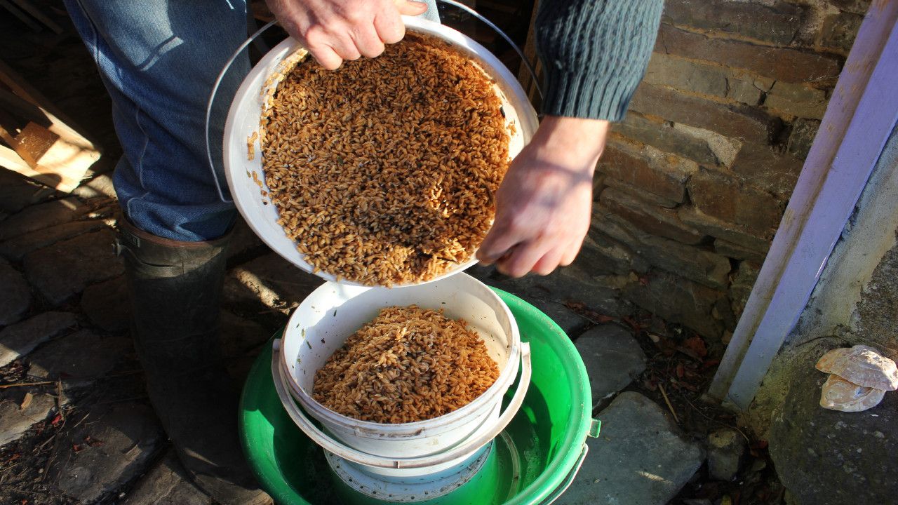 Sprouting Organic Grain for Poultry. Graines Germes Bio - Basse-cour. Granos Germinados Para Pollos