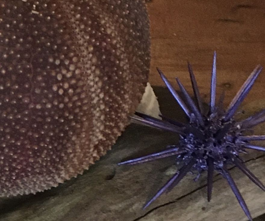 Seedpod Sea Urchin