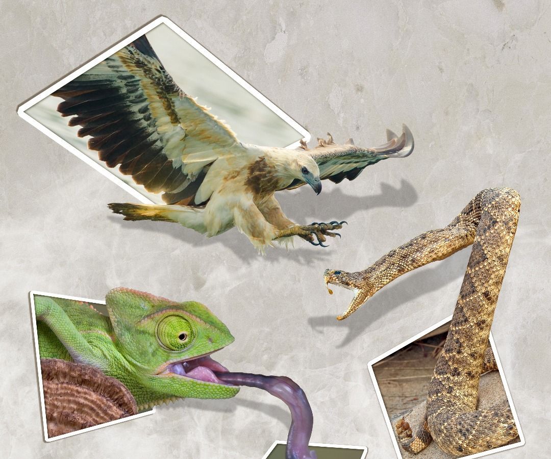 How to Make Images Pop Out of Polaroid Pictures