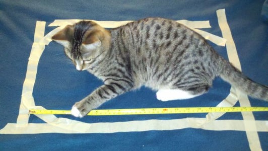 Measure the Cat