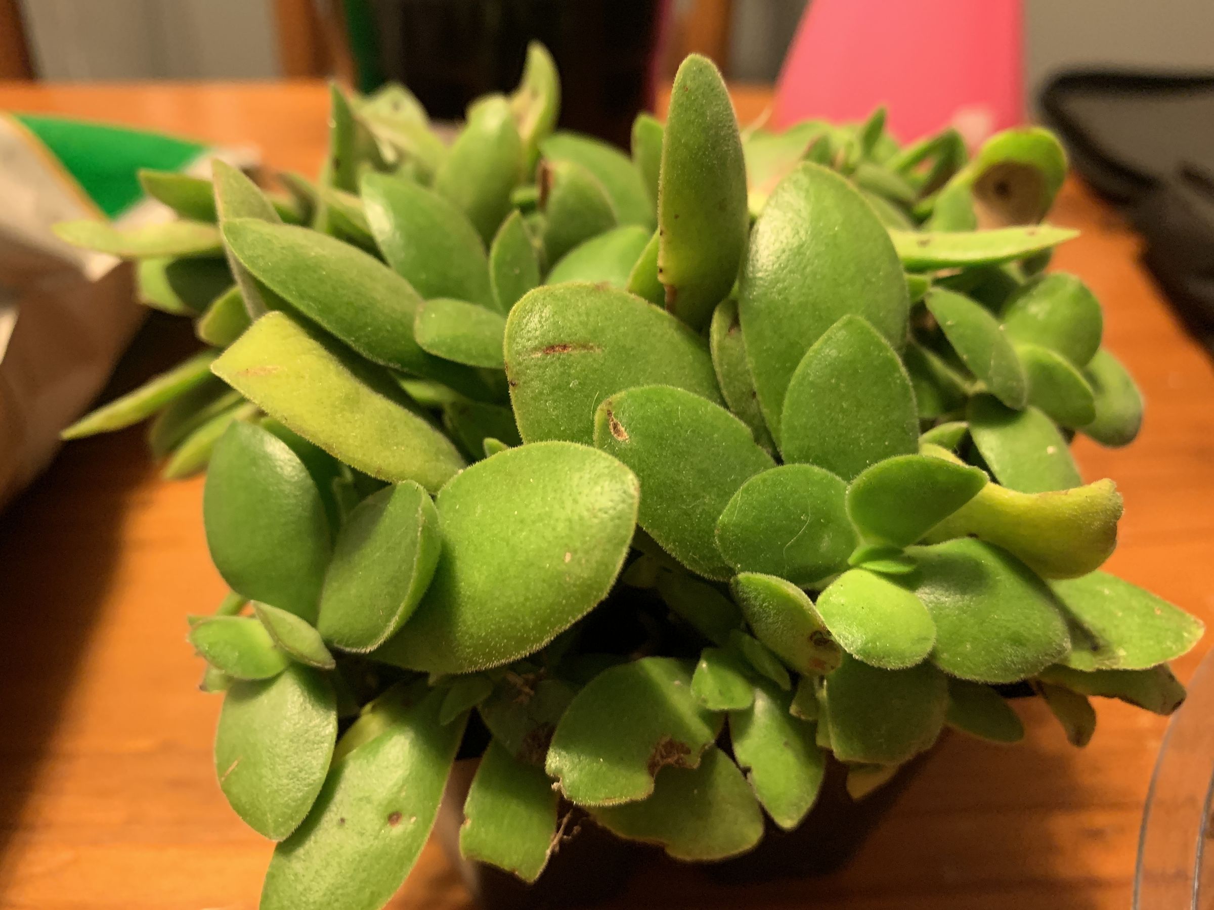 Plant Propagation Succulents 8 Steps Instructables