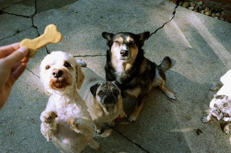 Super Easy Dog Treats