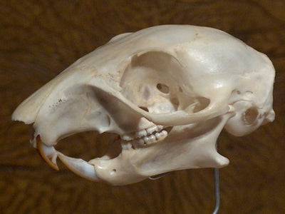 Simple Skull Display