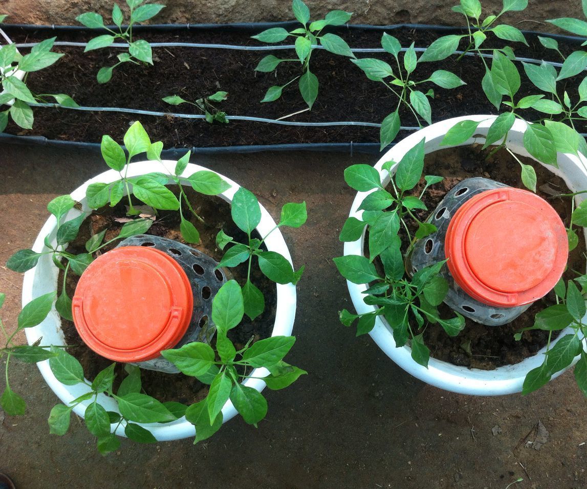 Daily dump bio-compost 