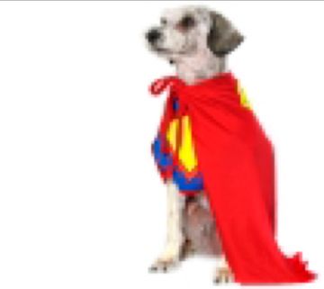 livedog