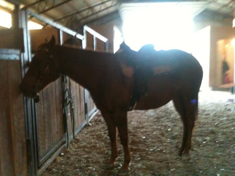 Saddling Western