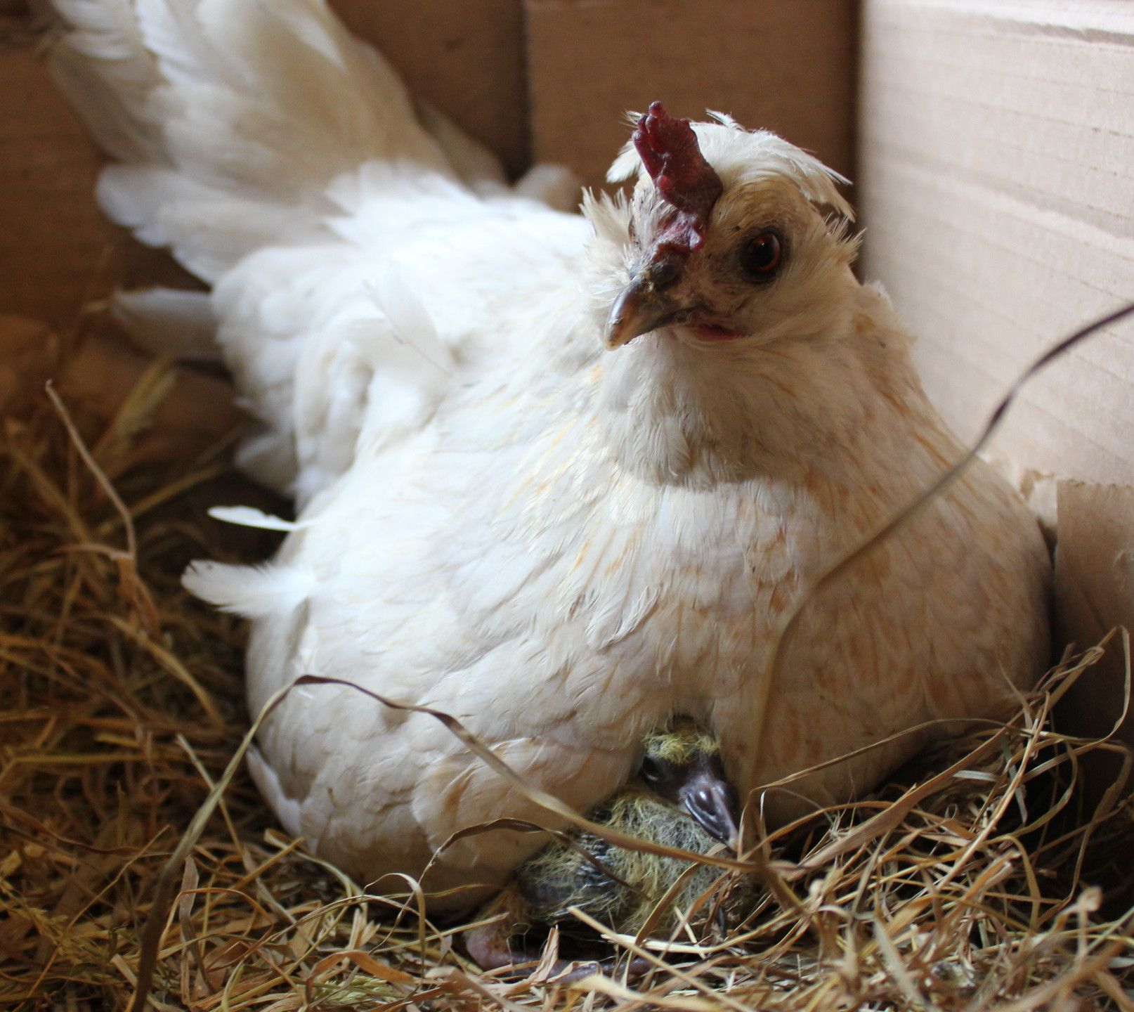 Broody Hen to the Rescue. Organic Poultry. Broody Babysits Fantail Pigeons. Poule Bio Babysitteur.
