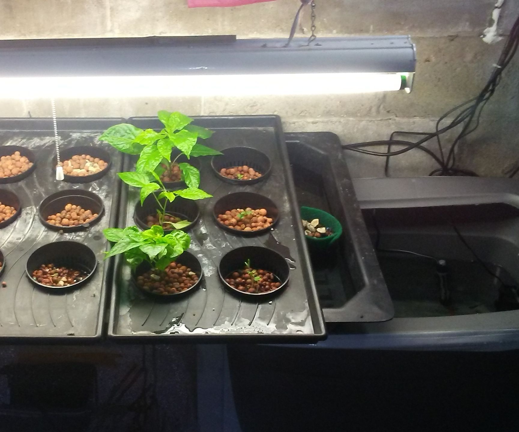 Cheap DIY Aquaponics System! :)