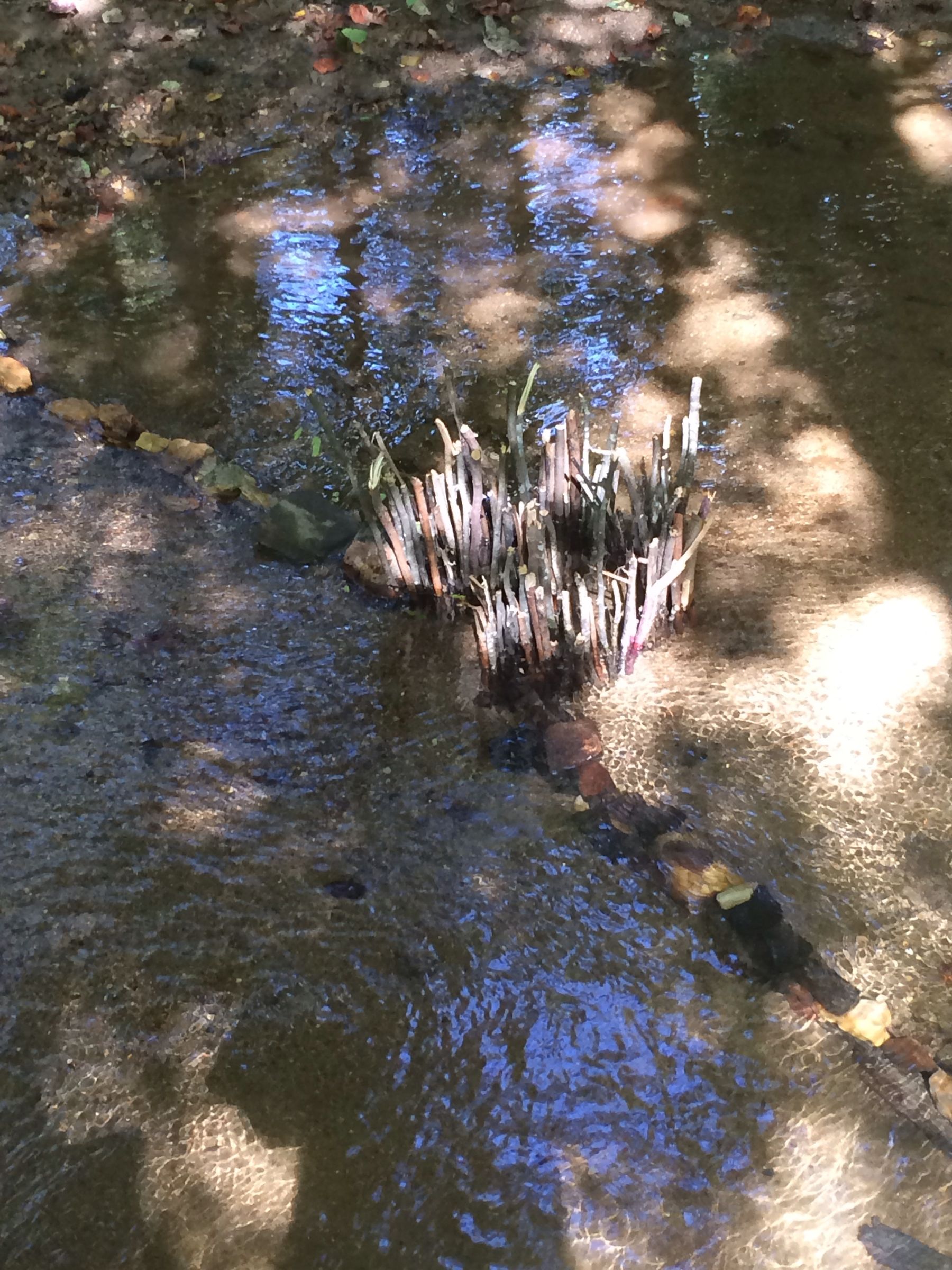 Primitive Fish Trap