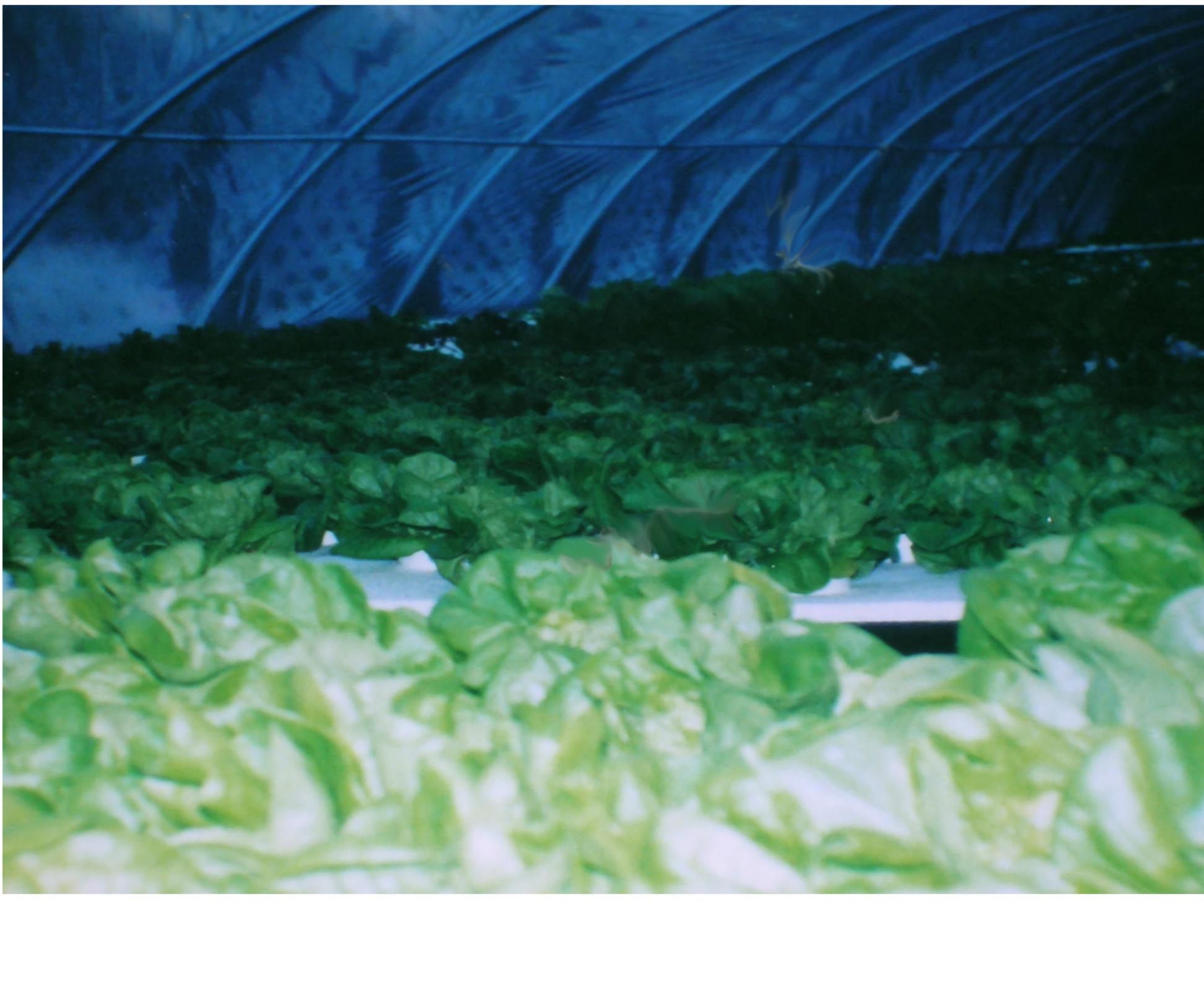 Non-Circulating Hydroponics