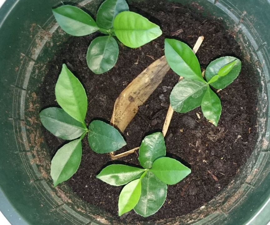 How to Sprout Pomelo-Plants
