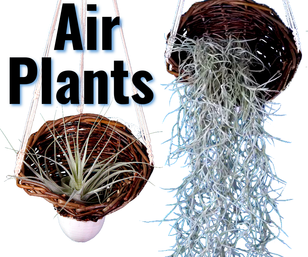 Basketry Planter 2.0 - Air Plants