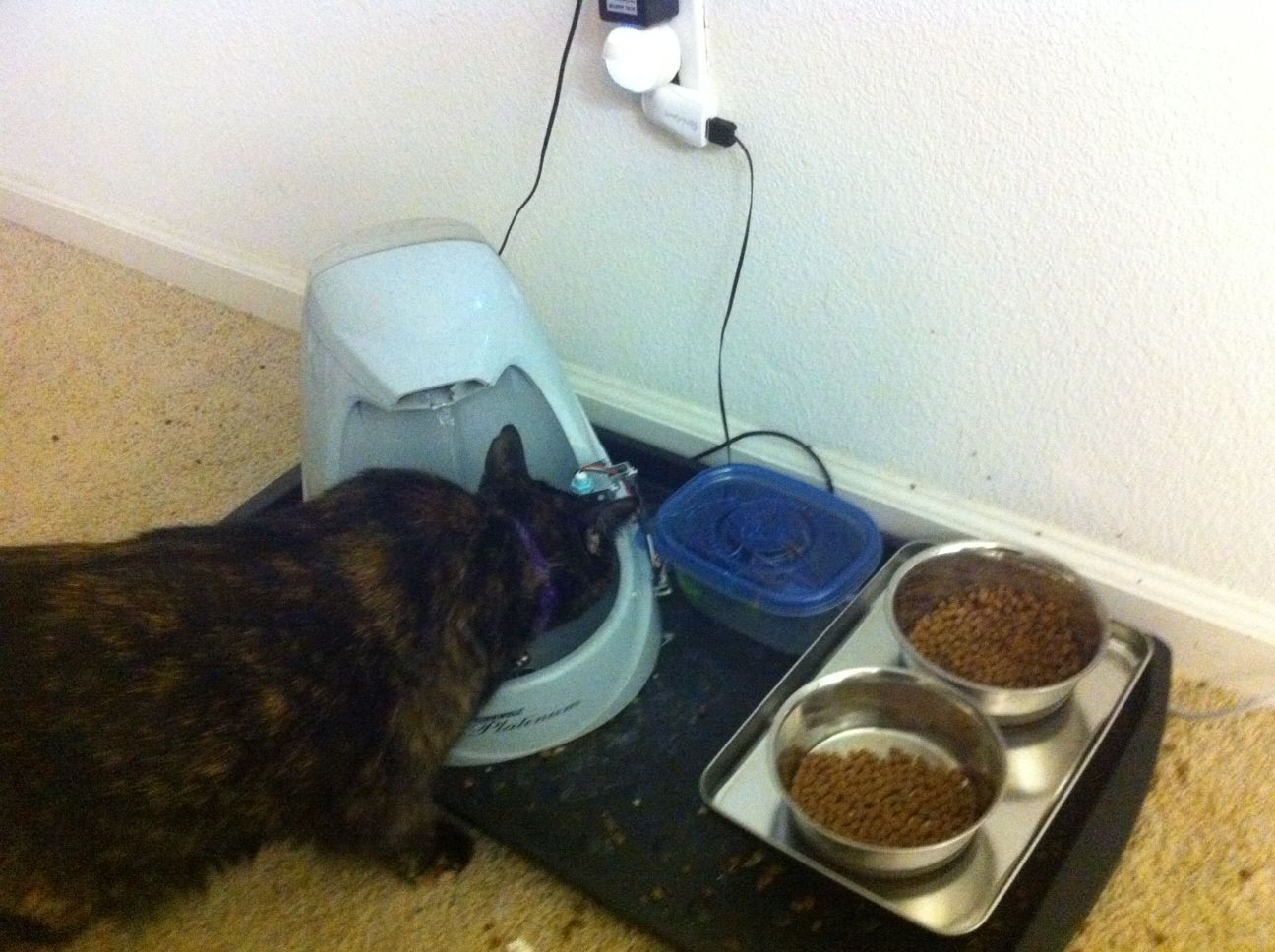 Make your pet dishes tweet!