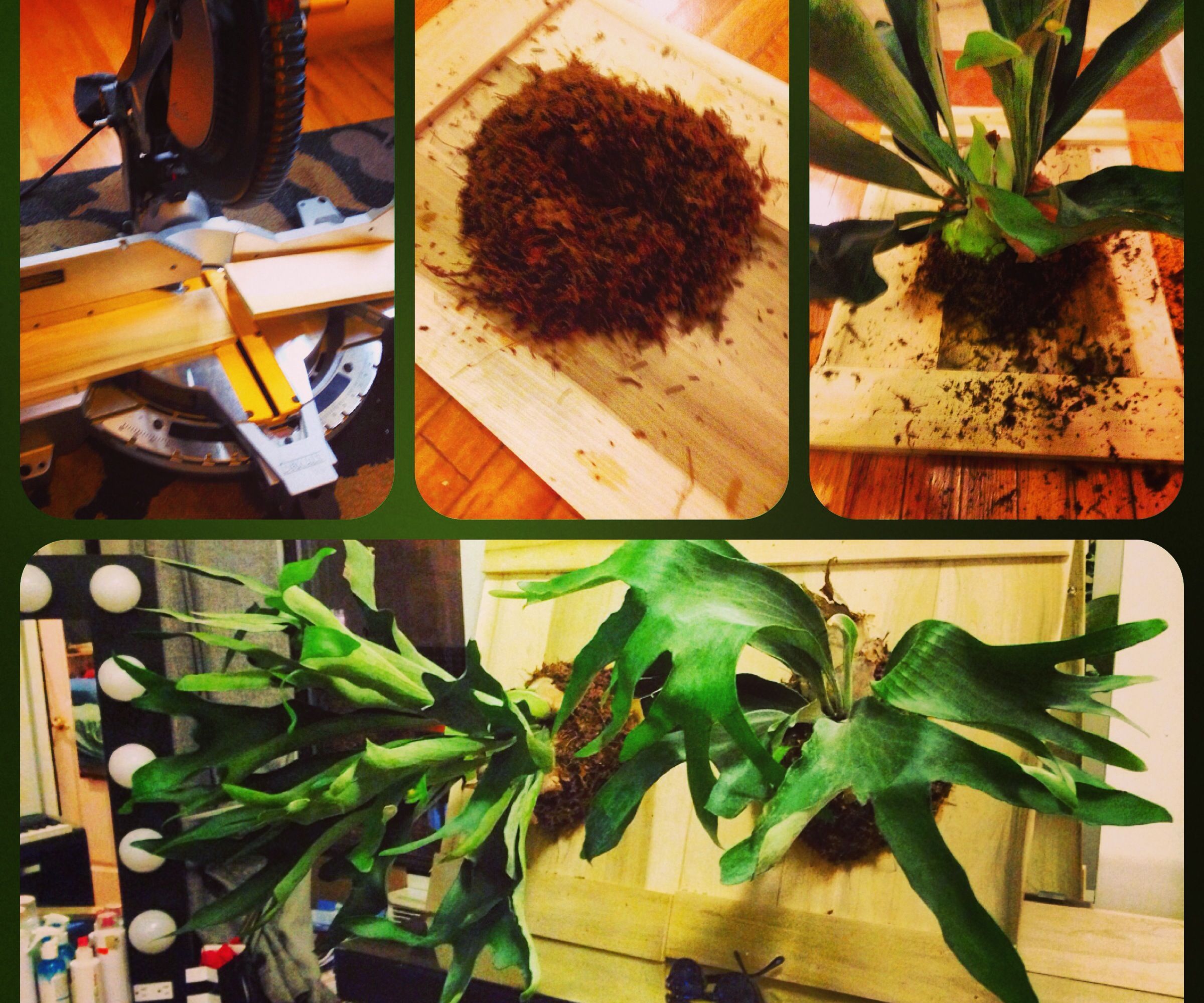Plant Taxidermy - Mounting a Staghorn Fern