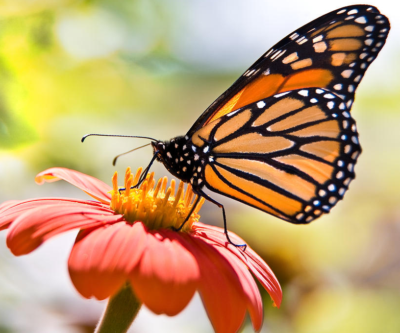 Saving the Monarch Butterfly