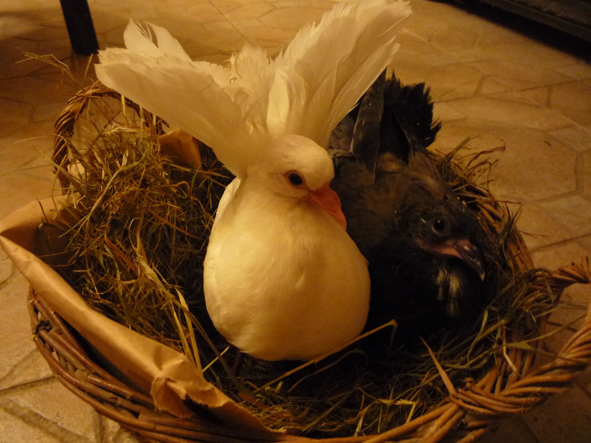 How to Hand Feed Baby Orphaned Fantail Pigeons. Caring for the Kompost Kids