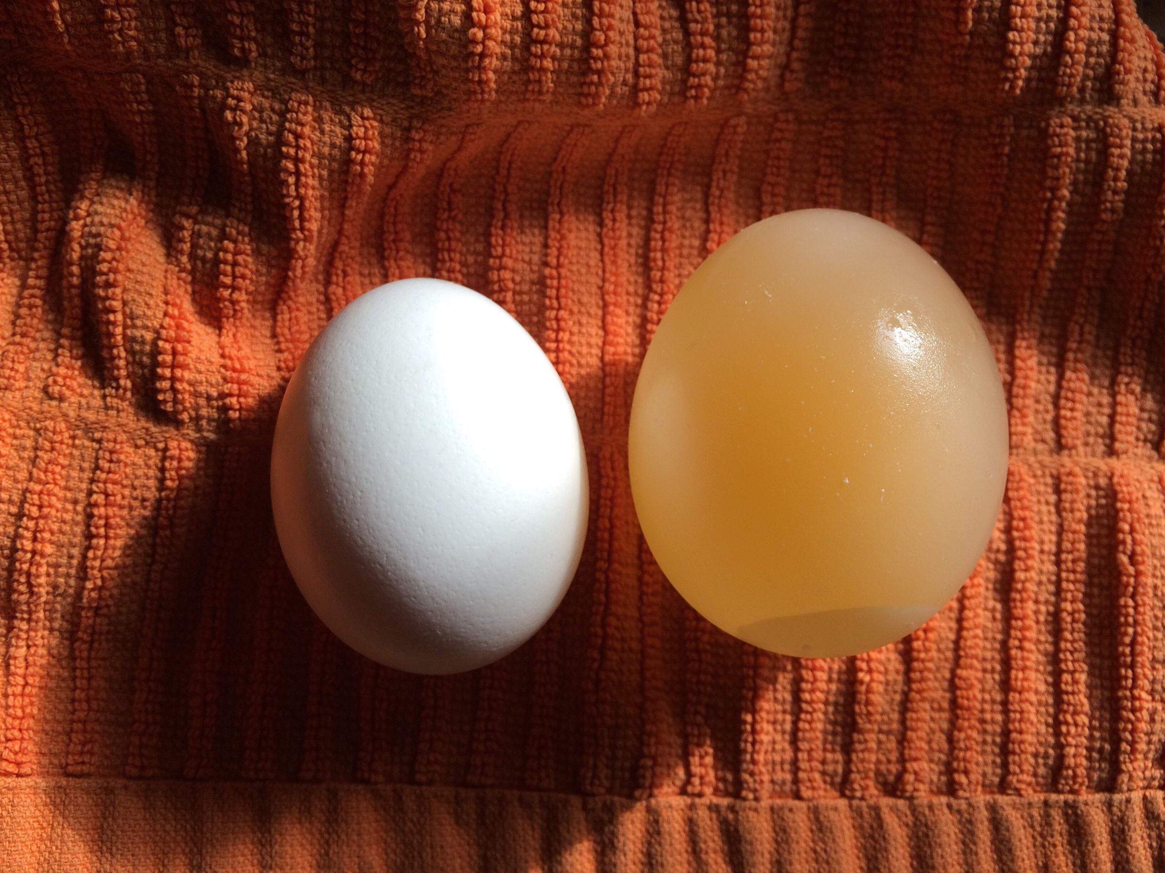 How to Grow an Egg Using Osmosis 