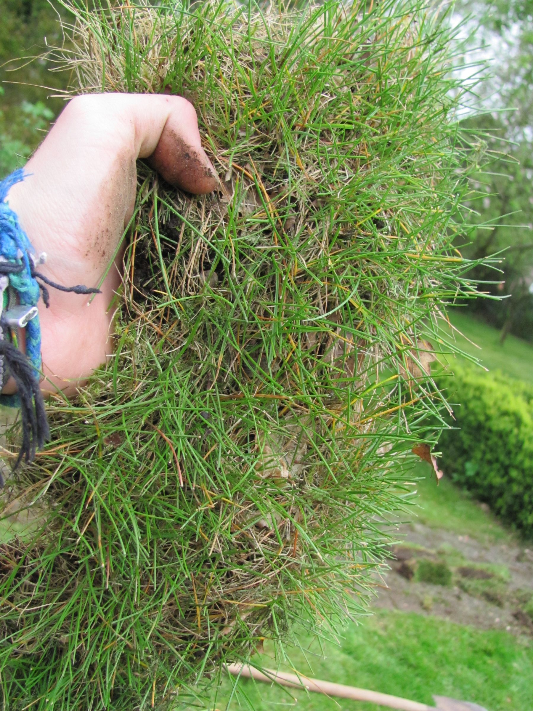 Grass Patching