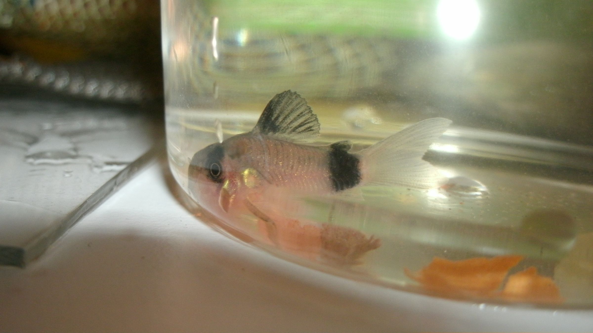 My Panda Cory