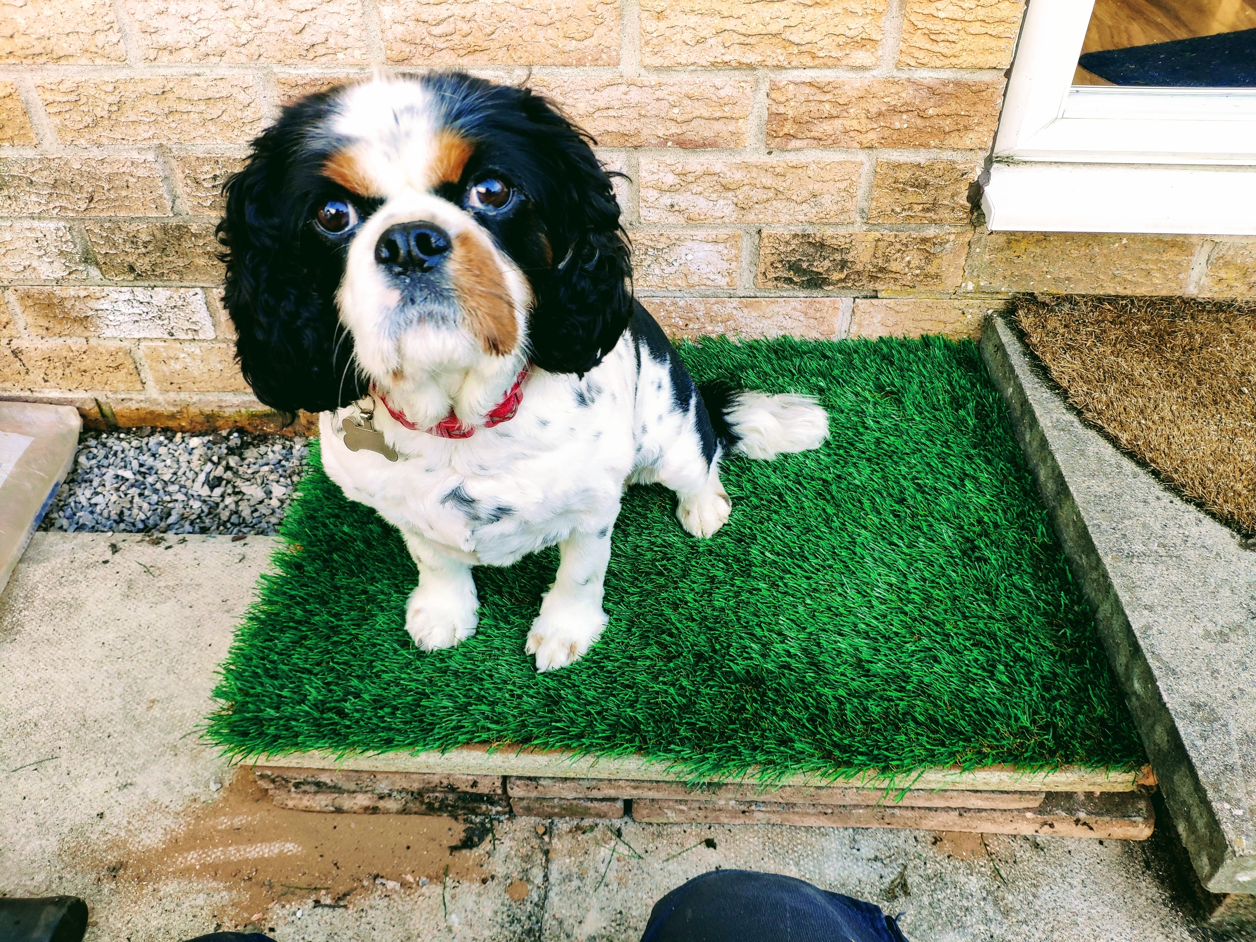 Puppy Pee Pad 6 Steps (with Pictures) Instructables