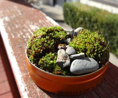 Mini Moss Garden From Backyard Materials