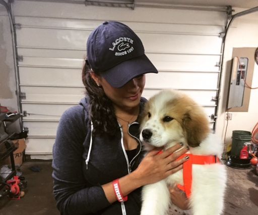 Build Your Own Dog House