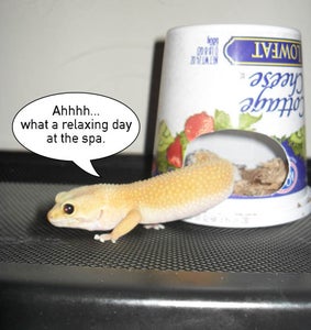 Happy Healthy Geckos!