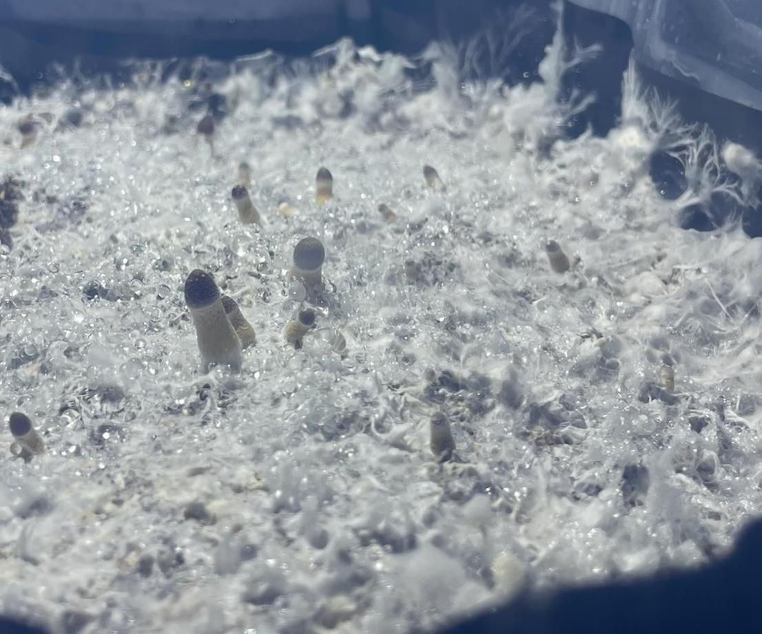 The Autotub - Fully Automated Cloud Connected Monotub for Mushroom Cultivation
