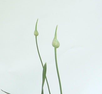 Bulbils and Rhizomes