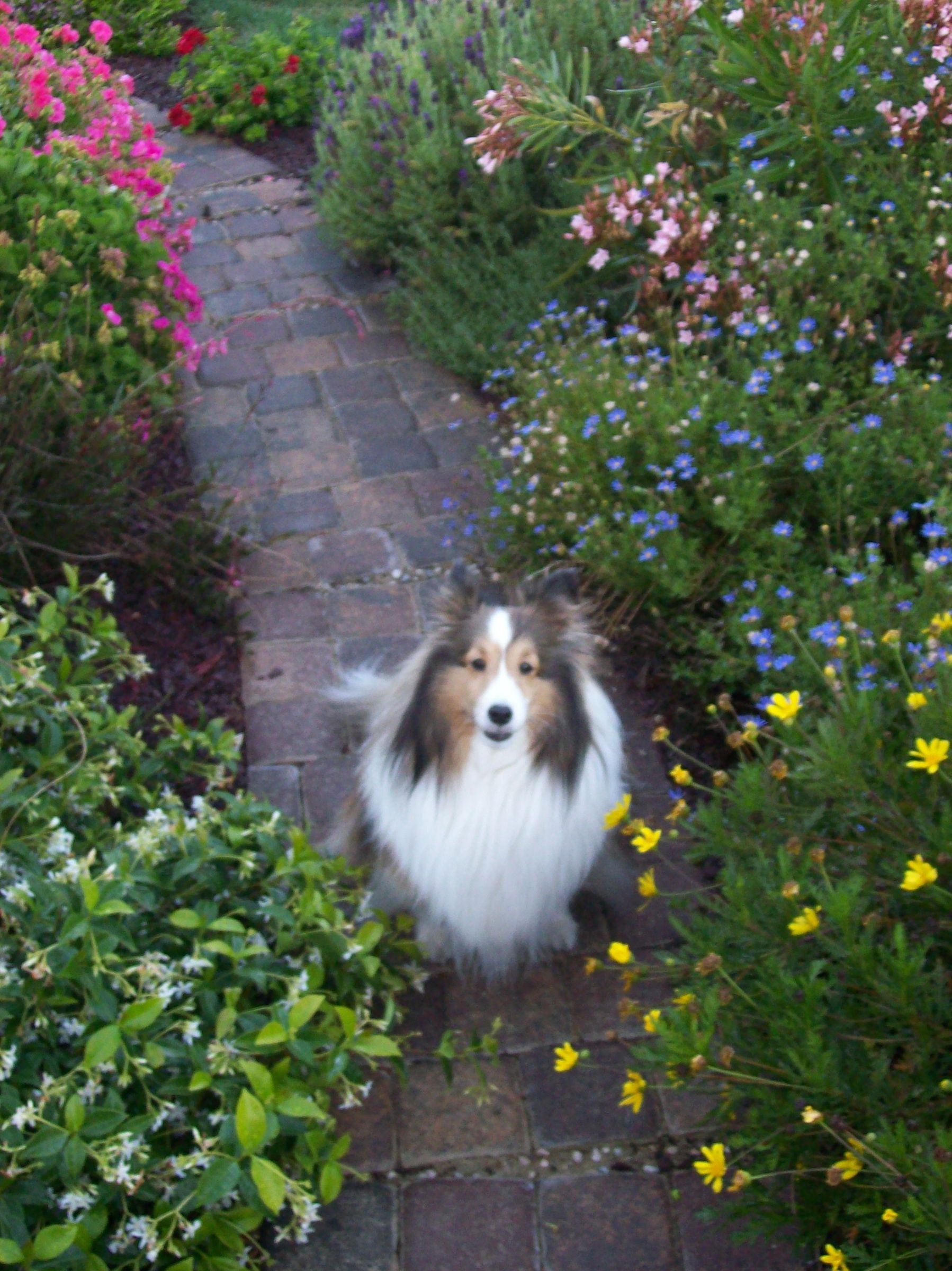 Walker Family Backyard