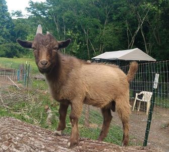 Feeding Unruly Goats for Free