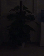 Tutu With Embedded LEDs