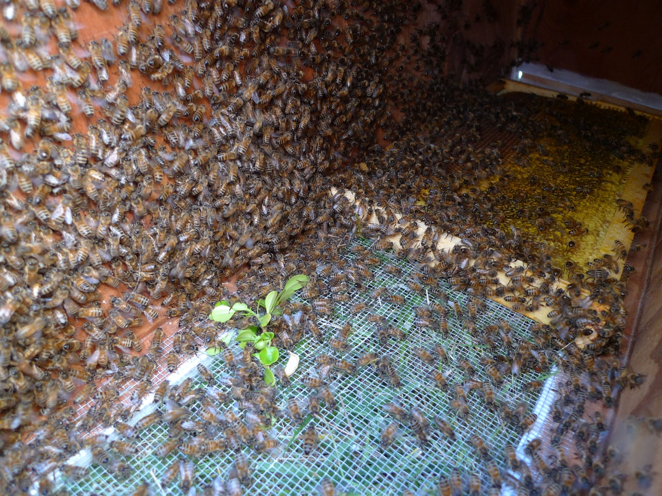 how to get rid of a swarm of bees