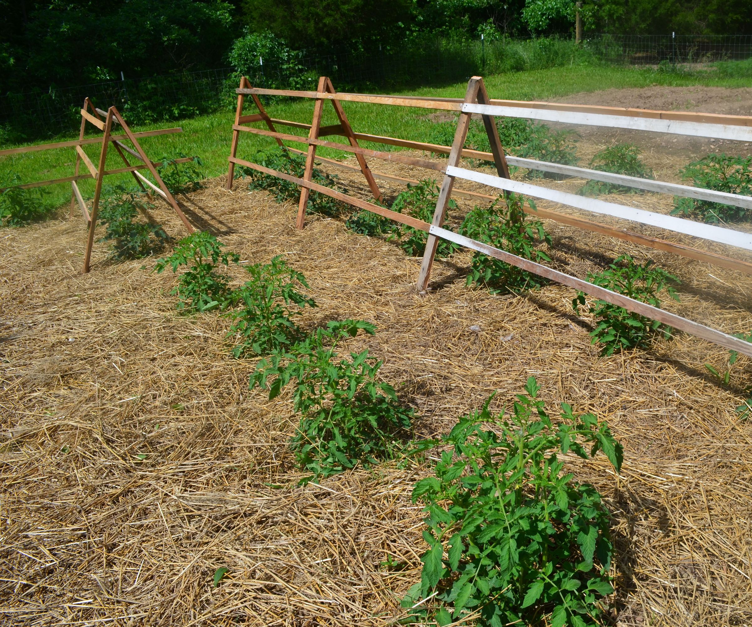 Recycled Pallets Used for Tomato Trellis.