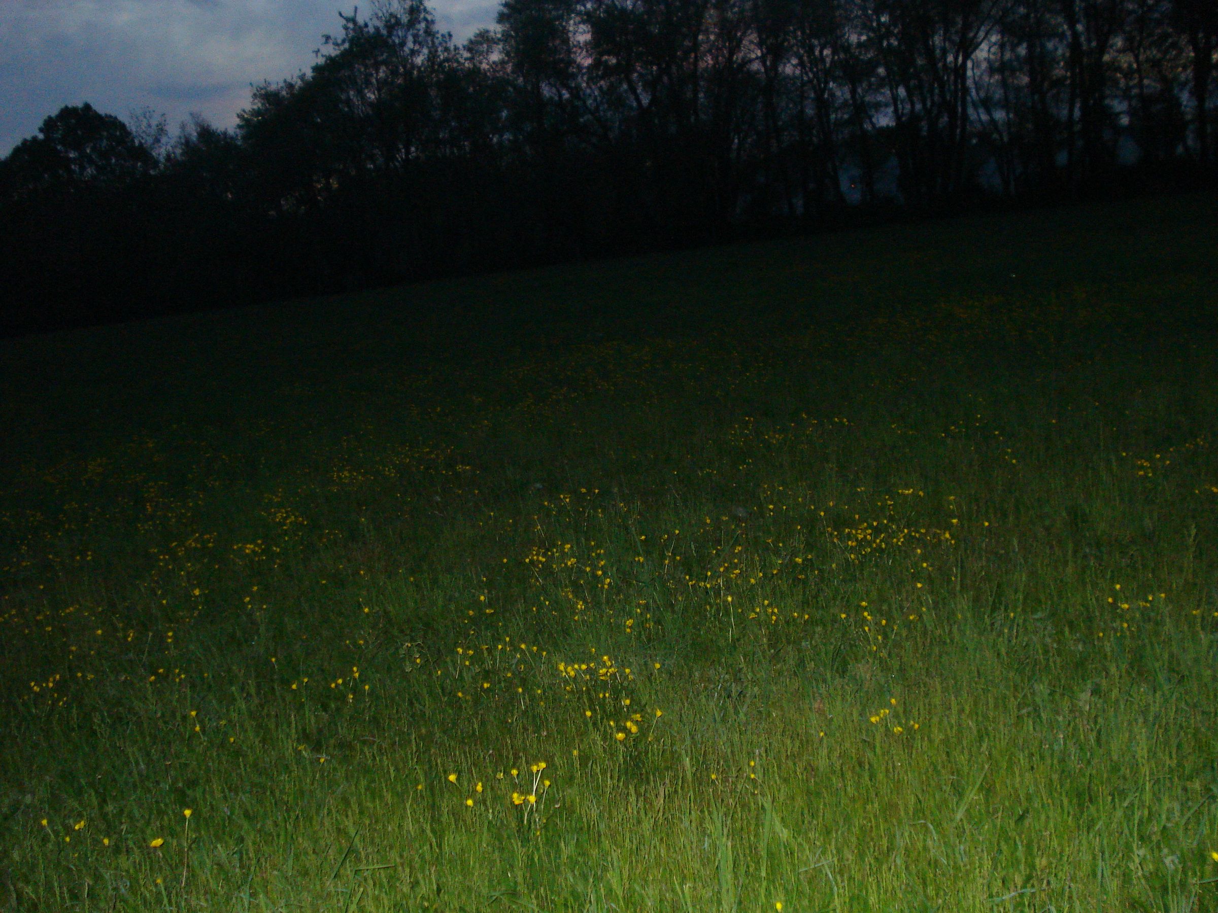 Dandelions in the Dark
