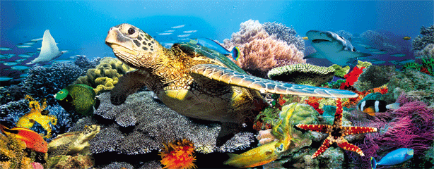 3D Lenticular Printing Using Photoshop and PSDto3D and Inkjet Printer