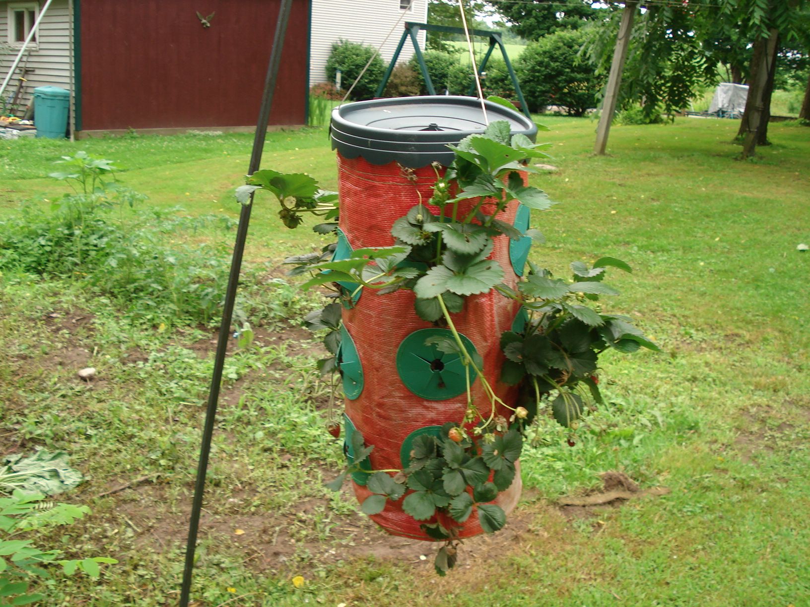 How to Modify Strawberry Topsy Turvy