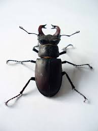 Deciding on Your Beetle
