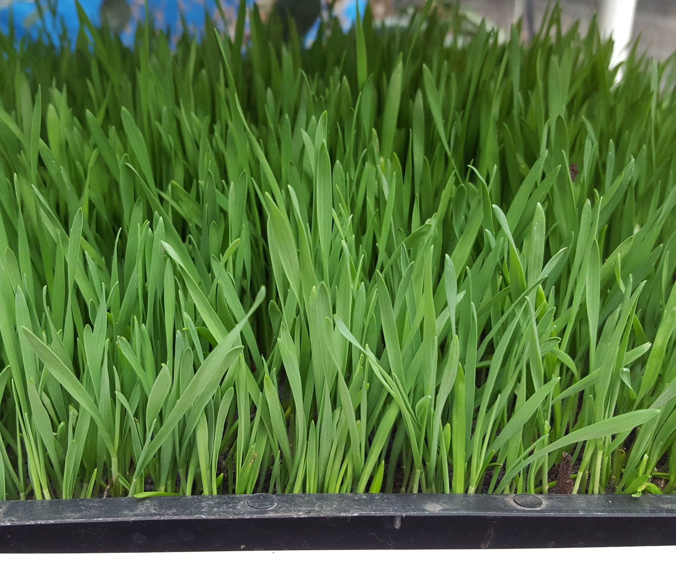 Perpetual Wheatgrass